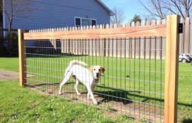 Construir una valla para mascotas con tus manos: guía completa, práctica y segura