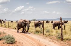 Les clôtures anti-éléphants en Afrique: barreras, soluciones y dilemas en la convivencia entre humanos y elefantes