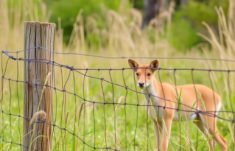 Cómo las cercas pueden contribuir a la conservación de la vida silvestre: una guía práctica y esperanzadora