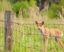 Cómo las cercas pueden contribuir a la conservación de la vida silvestre: una guía práctica y esperanzadora