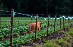 Cercas eléctricas: las guardianas silenciosas para proteger sus cultivos de animales