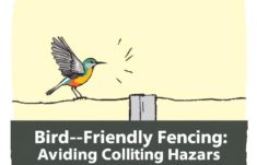 Cercas que Salvan Alas: Bird-Friendly Fencing para Evitar Colisiones