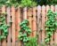Vallas que respiran vida: cómo convertir tu cercado en soporte perfecto para enredaderas y jardines verticales