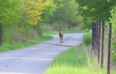 Cómo la fauna cruza las vallas: corredores, adaptaciones y soluciones que sorprenden