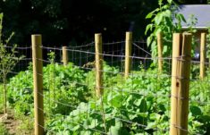 Zaun für den Gemüsegarten gegen Wildfraß: Cómo proteger tu huerto del saqueo de la fauna